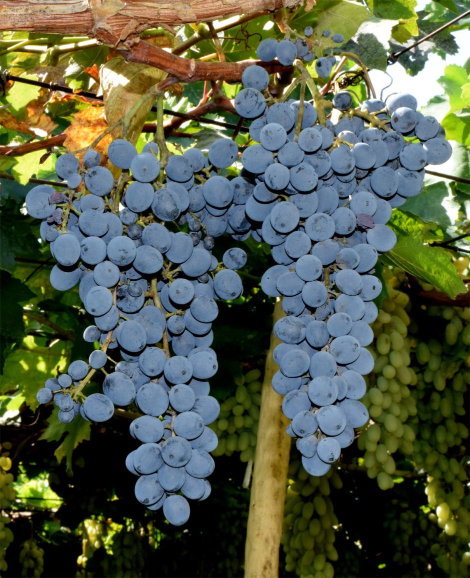 Виноград Vitis vinifera
