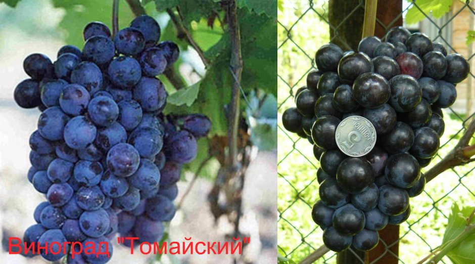 Виноград Томайский