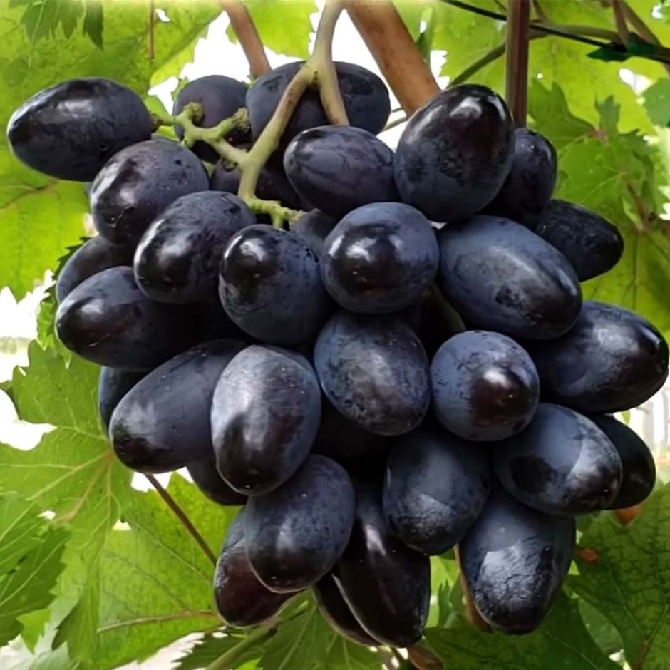 Сорт винограда богатырь