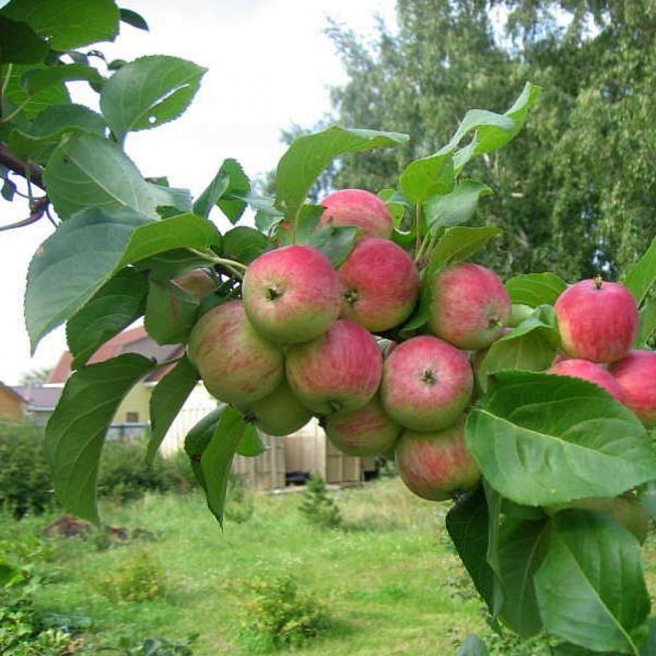 Яблоня карликовая неженка