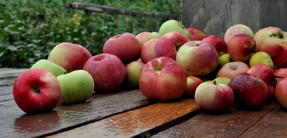 Яблоки под яблоней