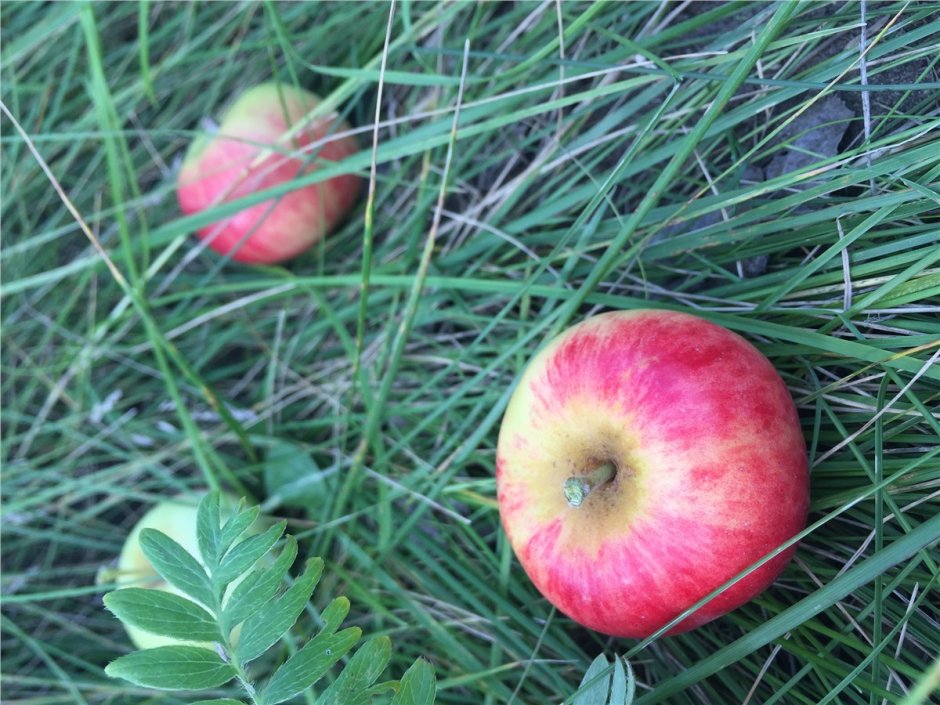 Яблочки Ранетки сбор урожая