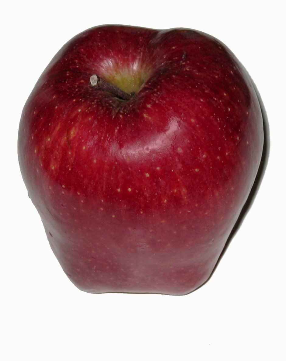 Сорт яблок ред Чиф