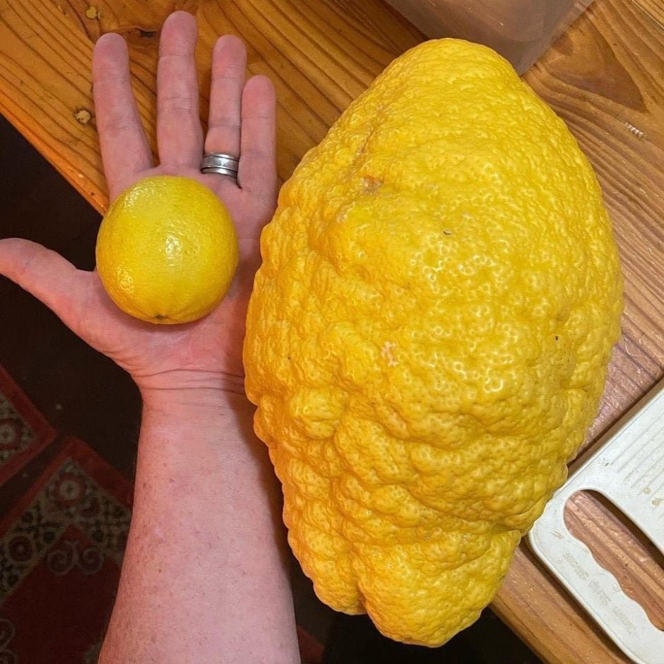 Самый большой лимон в мире
