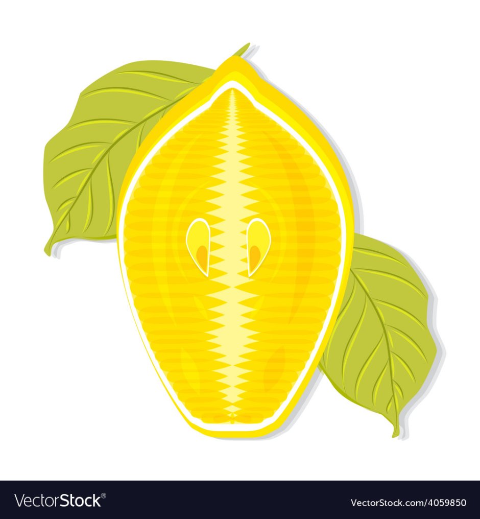 Разрезанный лимон с соком вектор