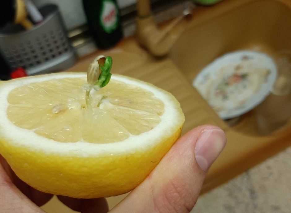 Сладкая половинка лимон