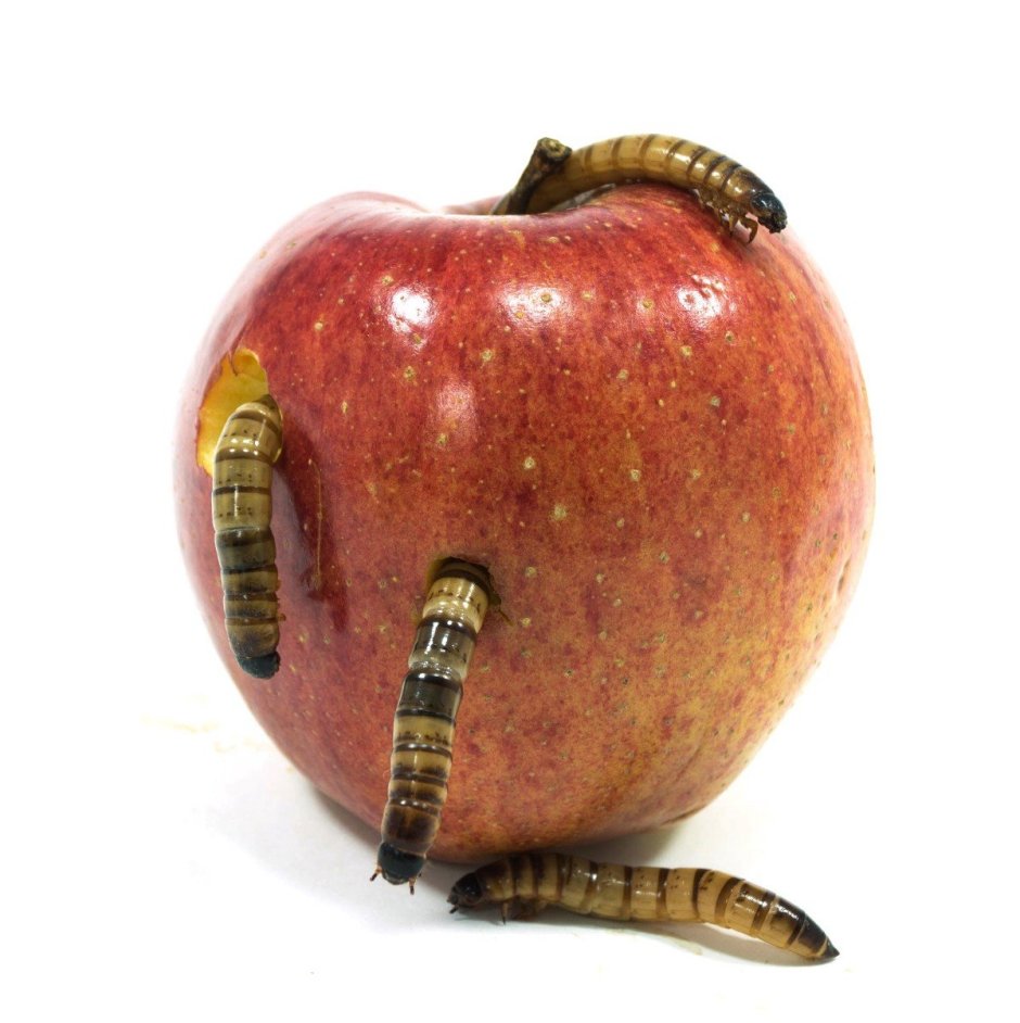 Червяк в яблоке скульптура