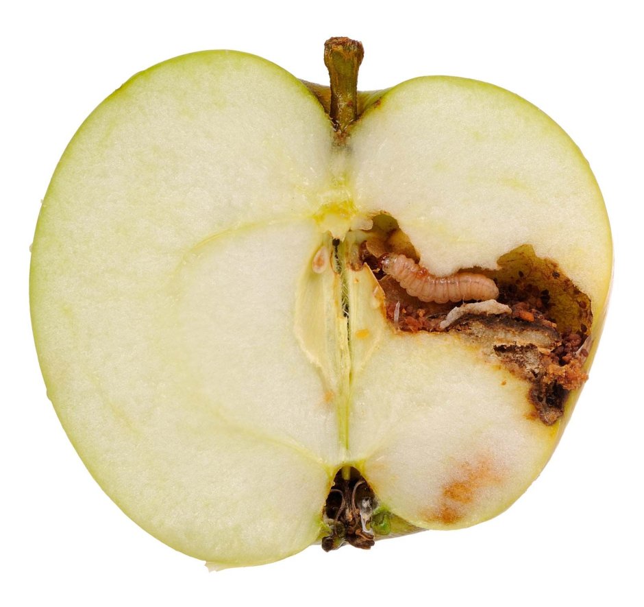 Плодожорка на яблоне