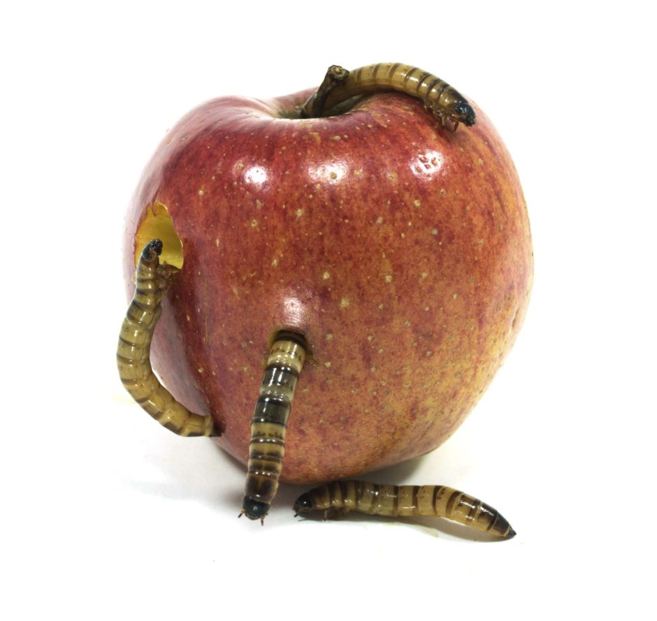 Червь в огромном яблоке