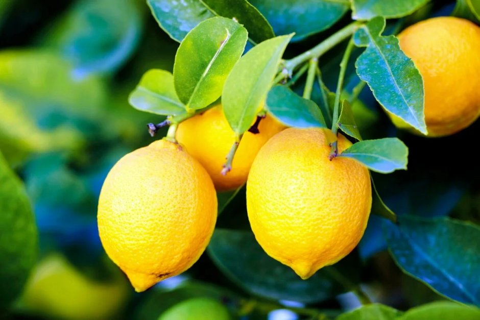 Цитрус лимон Вариегата