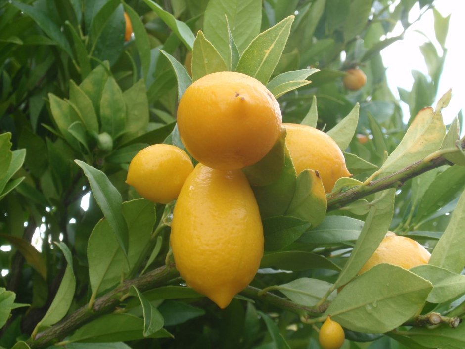 Лимонелла цитрус