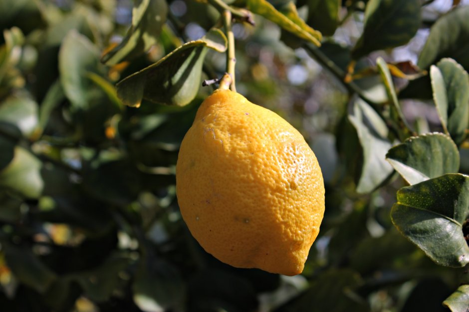 Лимонный лист