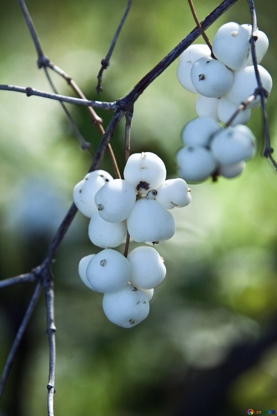 Белые ягоды съедобные