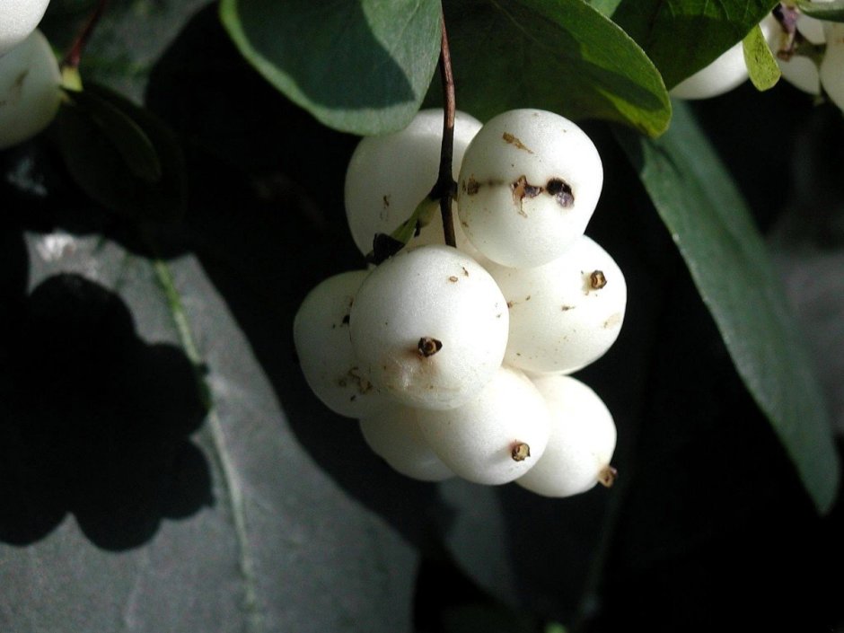 Растение с белыми ягодами