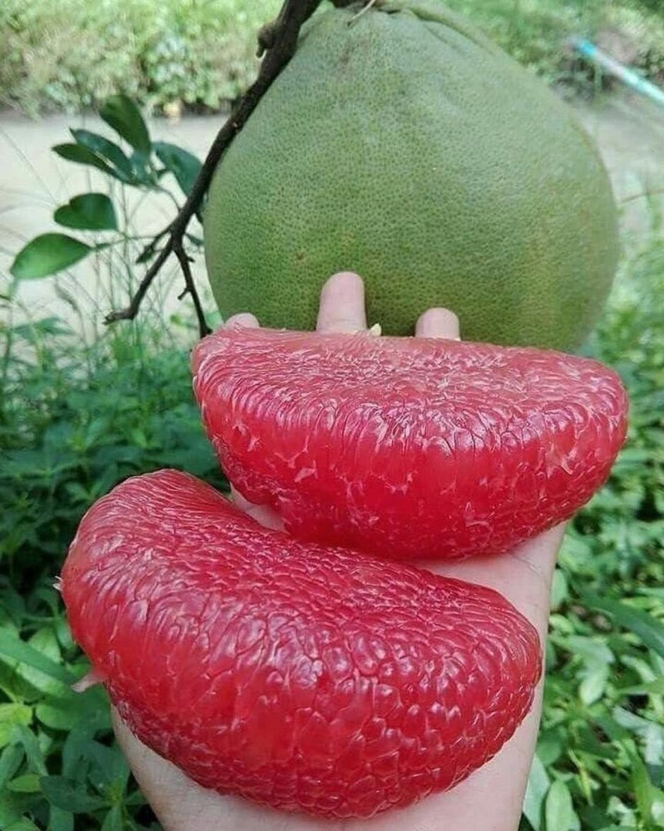 Редкие фрукты