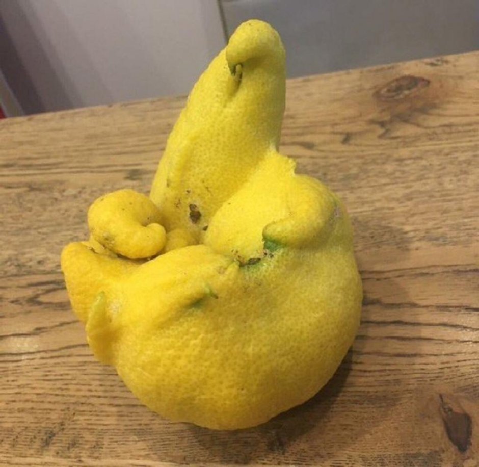 ГМО лимон