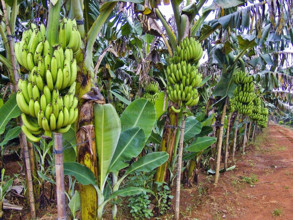 Бананы в Южной Америке