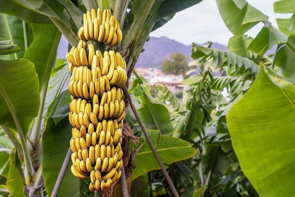 Banana Palm - банановая Пальма
