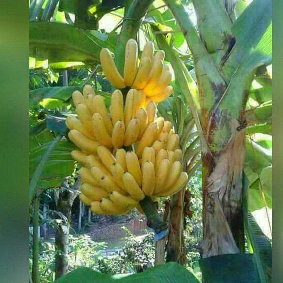 Кавендиш банановое дерево