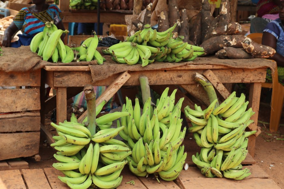 Плантации бананов