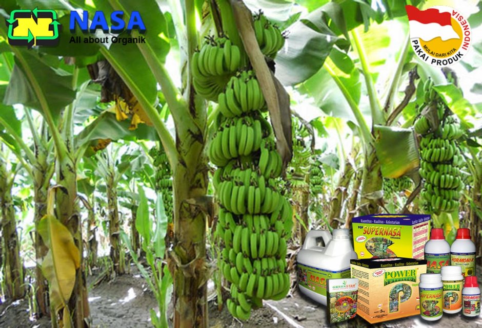 Банановая Пальма в Африке