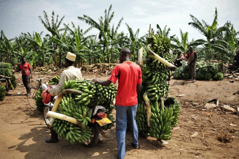 Бананы Доминикана плантации