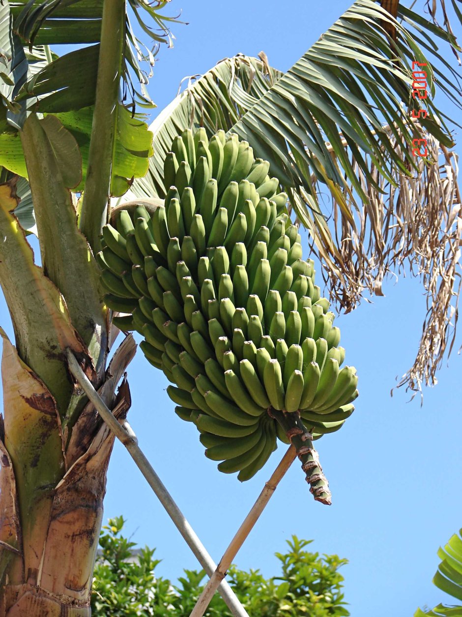 Банановая Пальма ареал