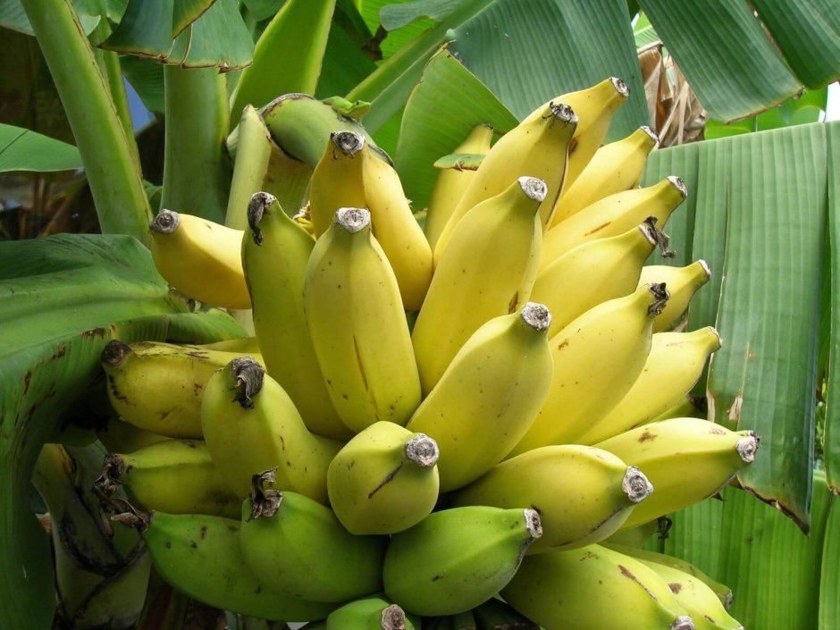 Банан растение