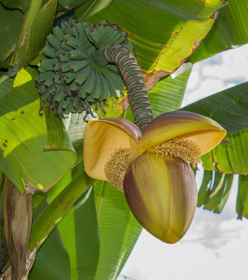 Банан Пальма Вариегата