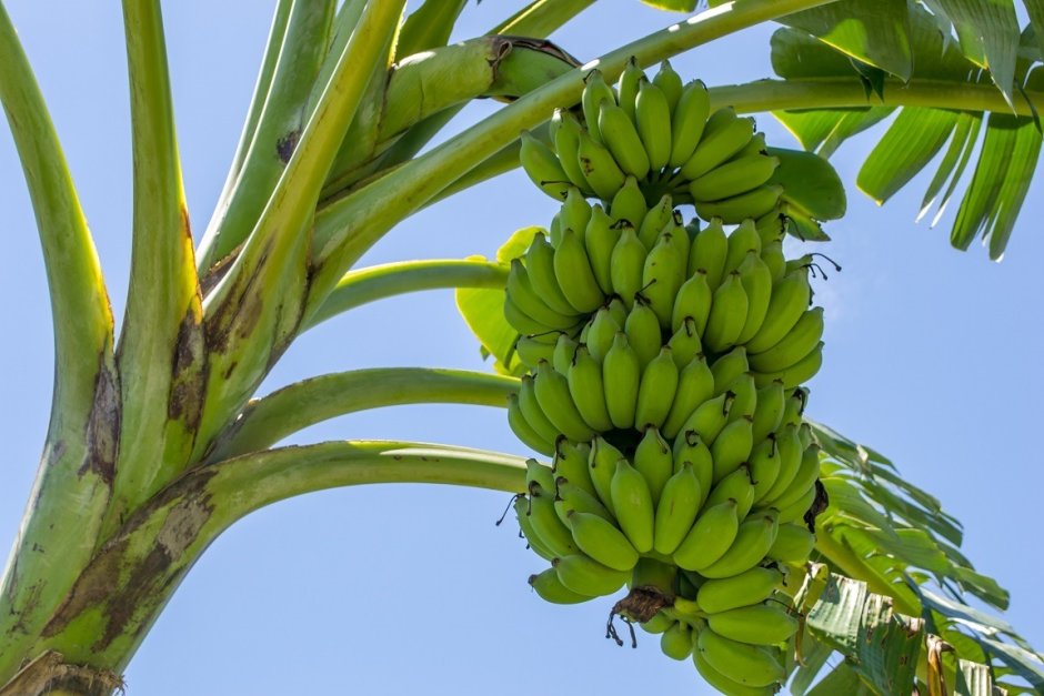 Банановая Пальма дерево