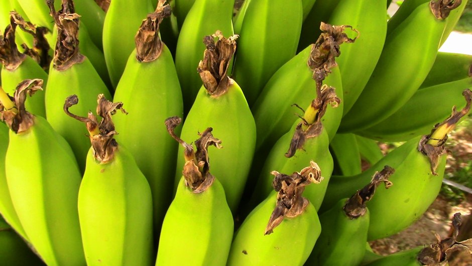 Бананы Эквадор растения