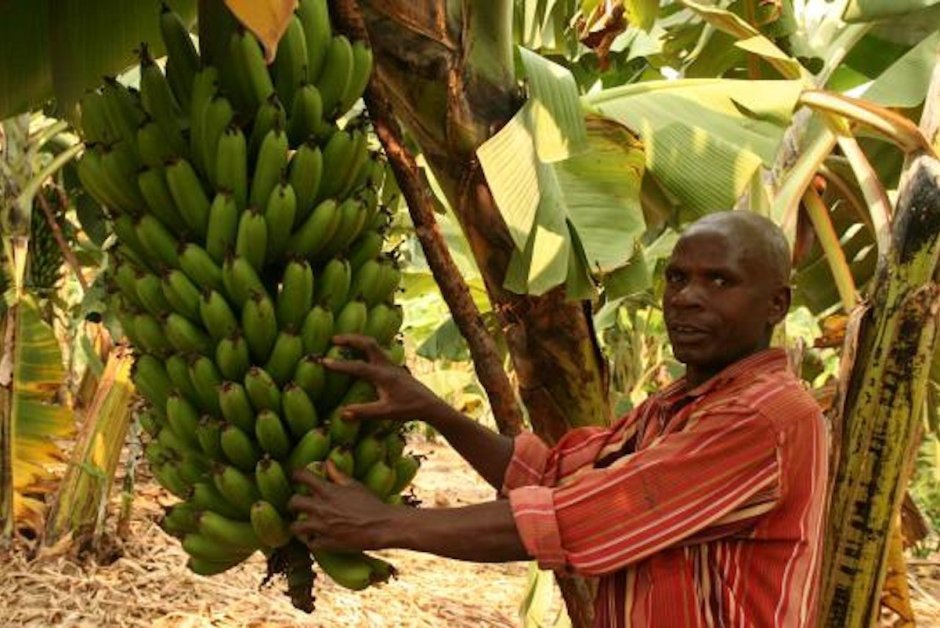 Банановые плантации в Египте