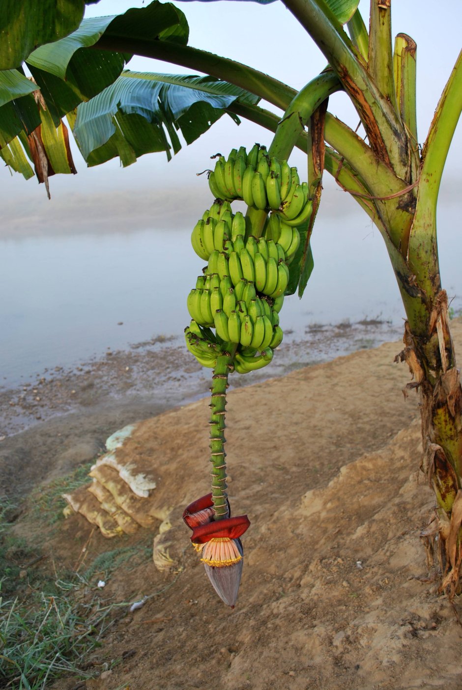 Бананы на Пальме