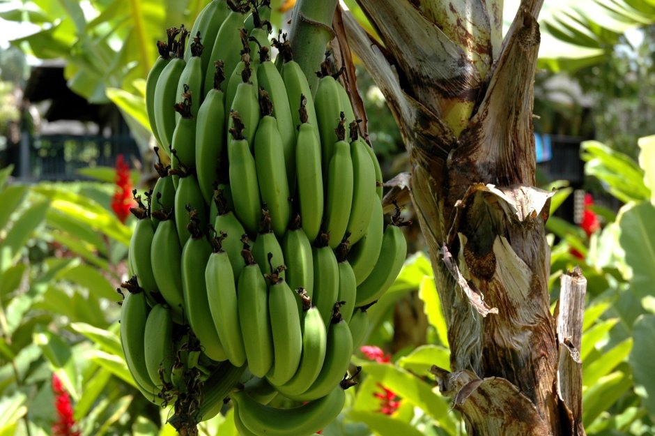 Банановый Эквадор латинская Америка