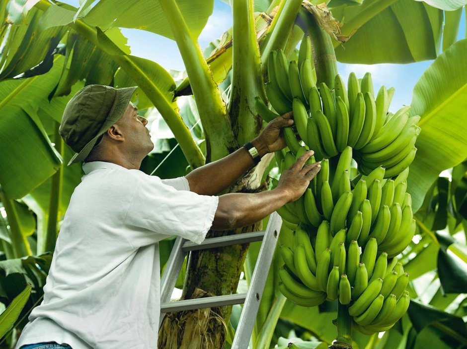 Банановая плантация Килиманджаро