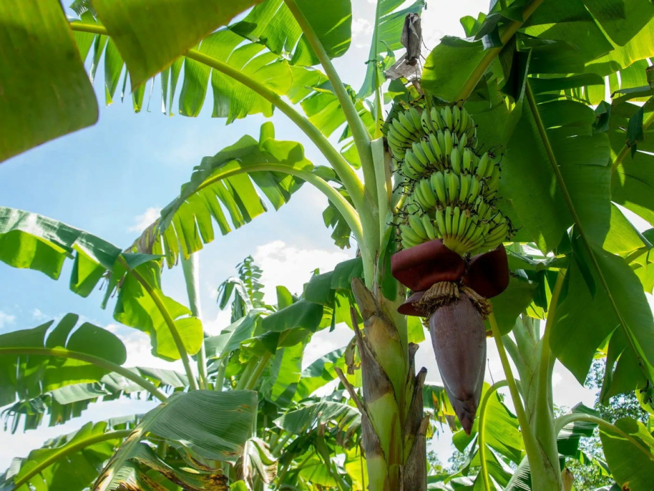 Тайланд банановые пальмы