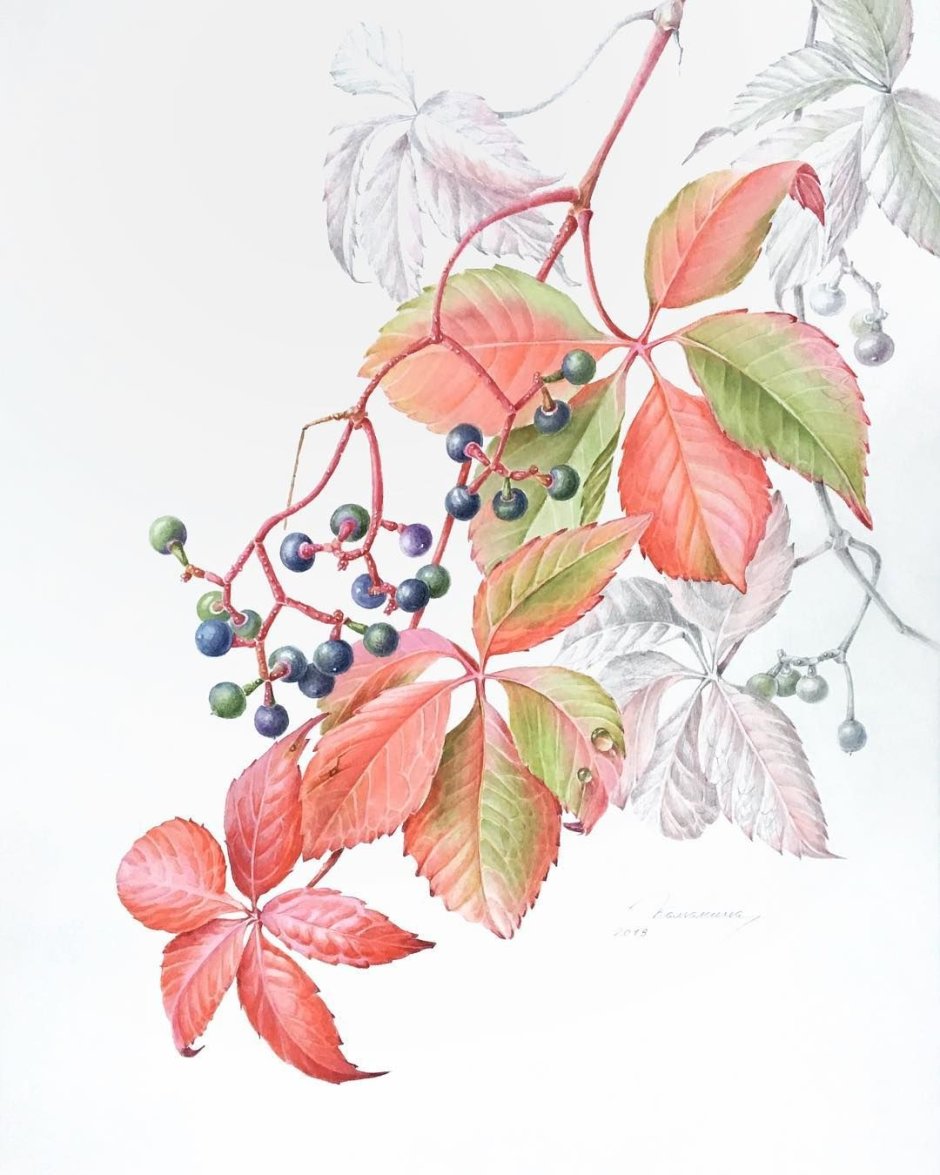 Девичий виноград Ботаническая иллюстрация
