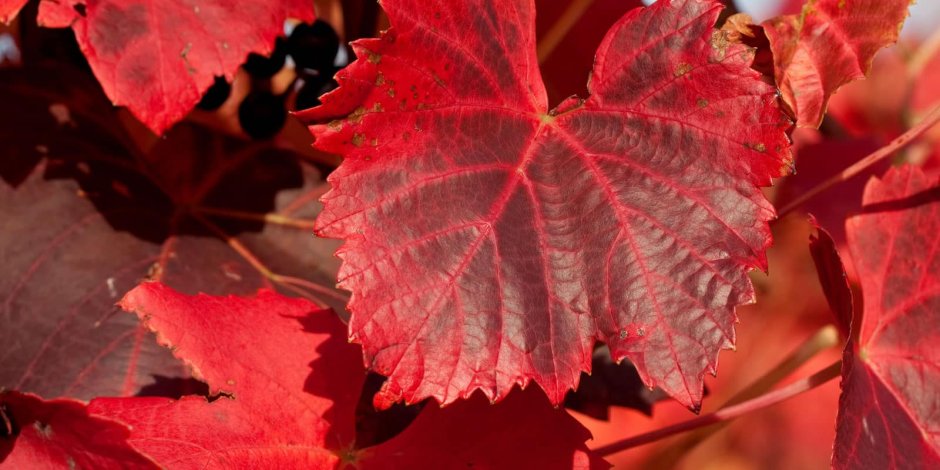 Листья красного винограда
