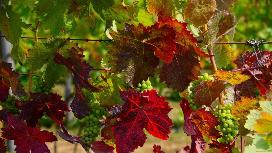 Осенний виноград лоза листья
