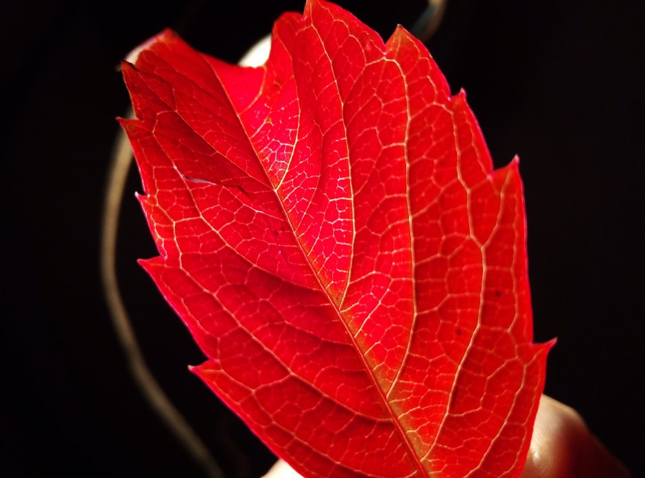Листья красные винограда и усы