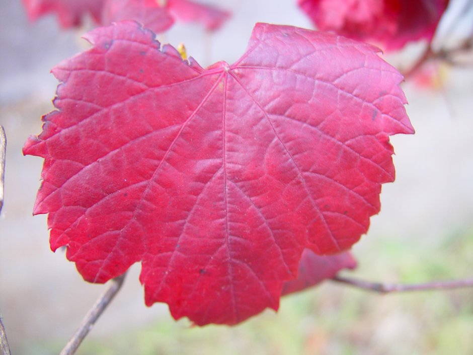 Листья винограда багровеют