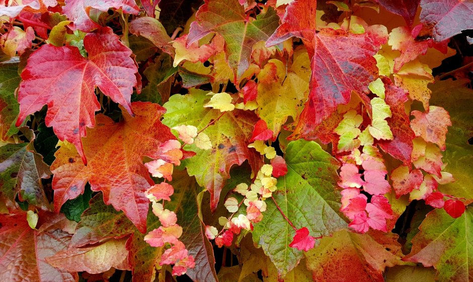 Виноград Совиньон красные листья