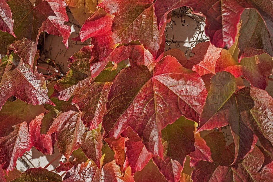 Листья красного винограда