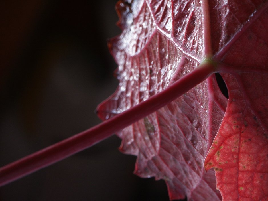 Виноградные листья красные
