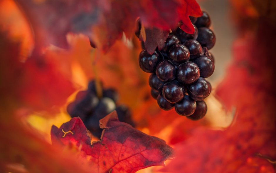 Осень виноградники красный
