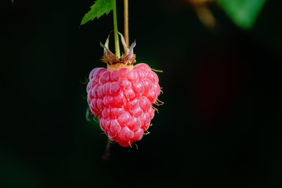 Малина фото ягода