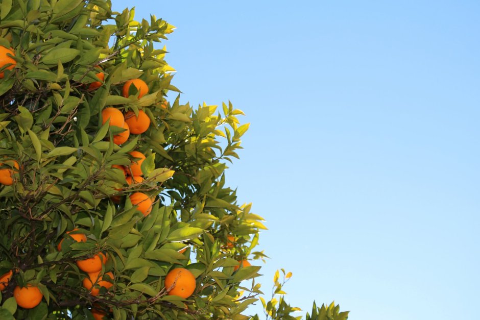 Цитрус мандарин (плоды желто-оранжевые)
