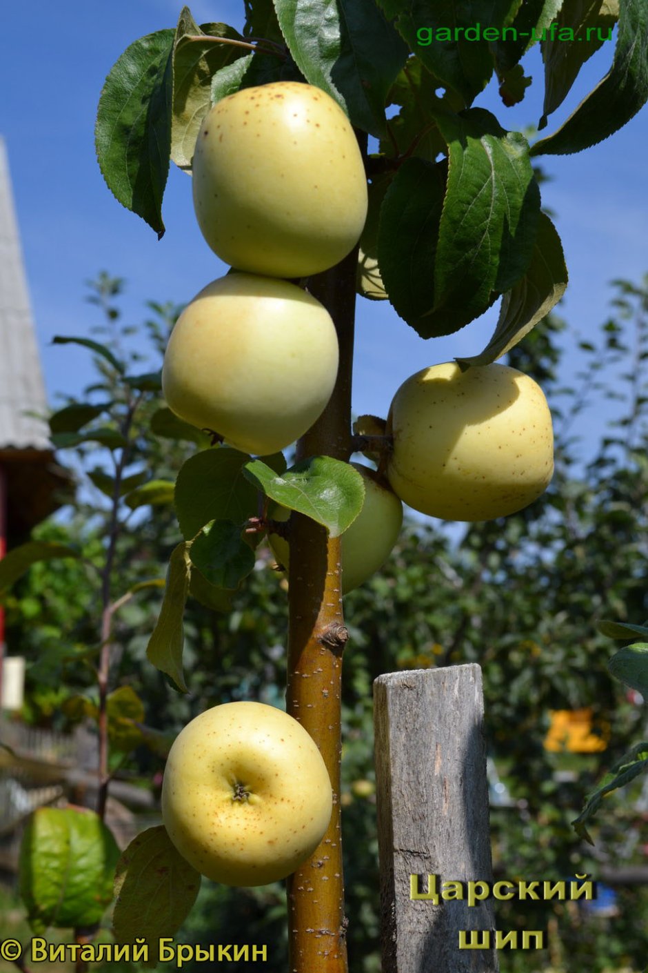 Сорт яблони Королевские шипы-2