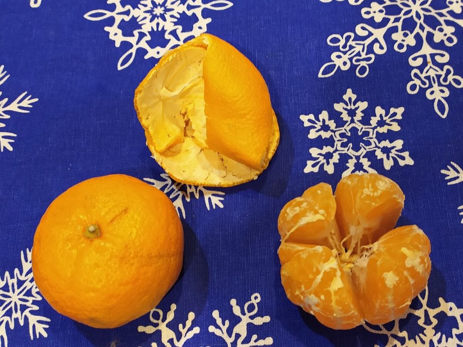 Марокканские мандарины сорта