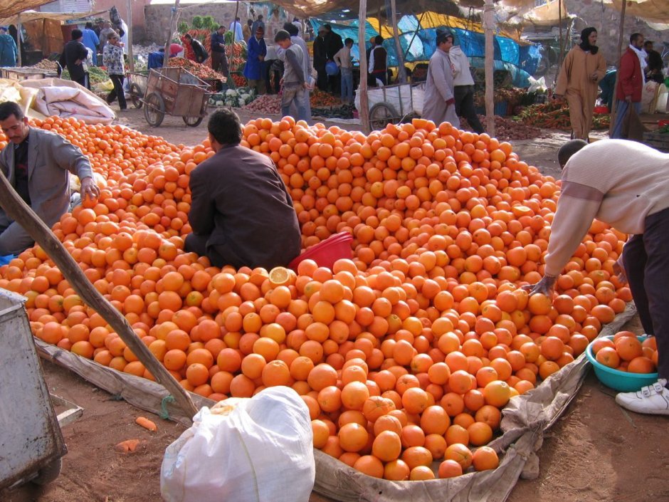 Марокко мандарины плантации